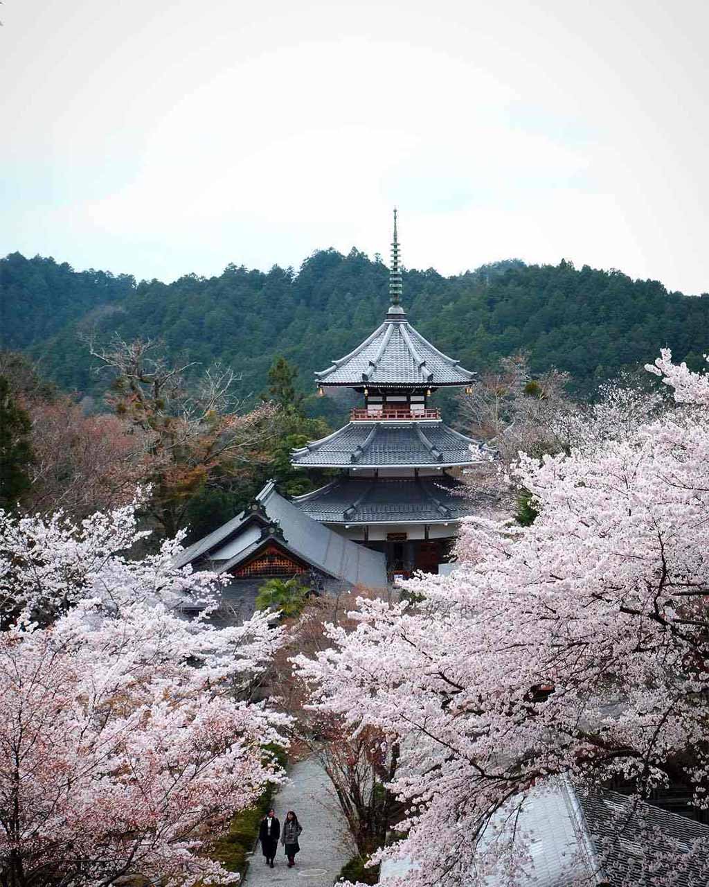 Địa Điểm Ngắm Hoa Anh Đào Ở Nhật Bản & Thời Gian Hoa Nở