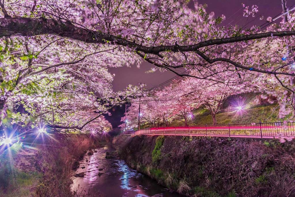 10+ Địa Điểm Ngắm Hoa Anh Đào Ở Osaka (Nhật Bản) Rất Đẹp