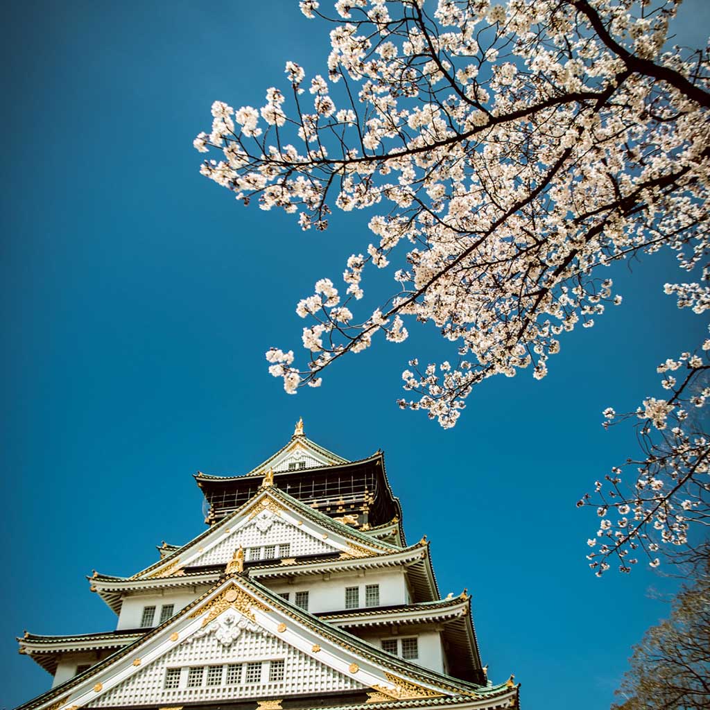 10+ Địa Điểm Ngắm Hoa Anh Đào Ở Osaka (Nhật Bản) Rất Đẹp