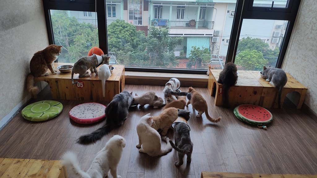 10 Quán Cafe Mèo Hà Nội - Điểm Đến Cho Người Mê Thú Cưng